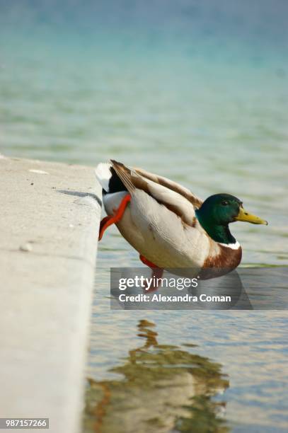 jumping duck - alexandra anka bildbanksfoton och bilder