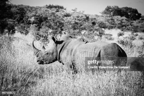 photo by: valentina de gaspari - animal de safari 個照片及圖片檔