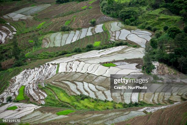 Nepalese farmer's plants Rice Samplings during the celebration of National Paddy Day &quot;ASHAD 15&quot; at Dakshinkali, Kathmandu, Nepal on Friday,...