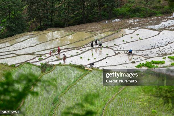 Nepalese farmer's plants Rice Samplings during the celebration of National Paddy Day &quot;ASHAD 15&quot; at Dakshinkali, Kathmandu, Nepal on Friday,...