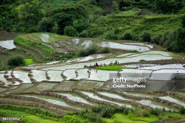Nepalese farmer's plants Rice Samplings during the celebration of National Paddy Day &quot;ASHAD 15&quot; at Dakshinkali, Kathmandu, Nepal on Friday,...