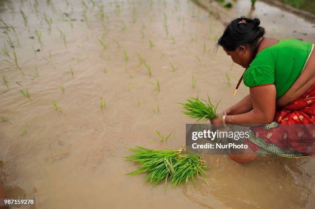 Nepalese farmer plants Rice Samplings during the celebration of National Paddy Day &quot;ASHAD 15&quot; at Dakshinkali, Kathmandu, Nepal on Friday,...