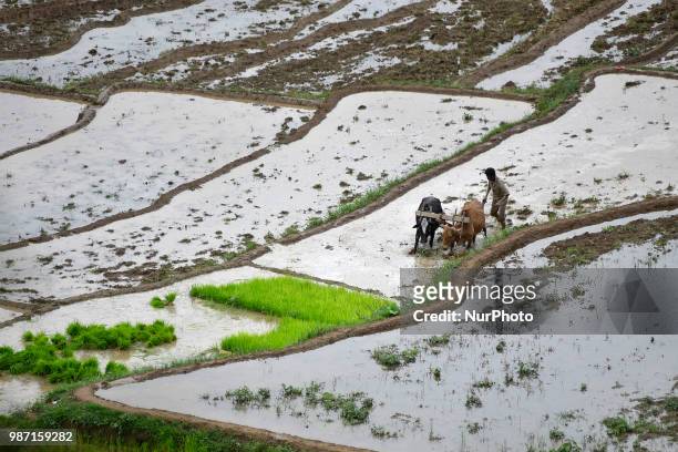 Man plowing paddy field using ox for the rice plantation during the celebration of National Paddy Day &quot;ASHAD 15&quot; at Dakshinkali, Kathmandu,...