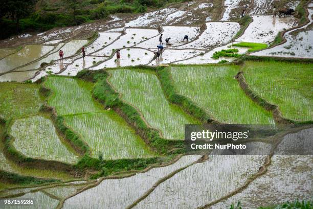 Nepalese farmer's plants Rice Samplings during the celebration of National Paddy Day &quot;ASHAD 15&quot; at Dakshinkali, Kathmandu, Nepal on Friday,...