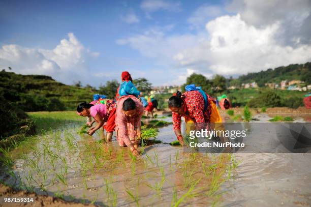 Nepalese farmer plants Rice Samplings during the celebration of National Paddy Day &quot;ASHAD 15&quot; at Chhampi, Patan, Nepal on Friday, June 29,...