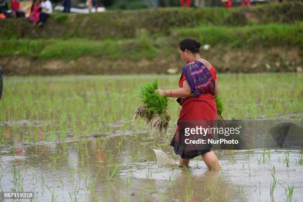 Nepalese farmer transport Rice Samplings during the celebration of National Paddy Day &quot;ASHAD 15&quot; at Dakshinkali, Kathmandu, Nepal on...