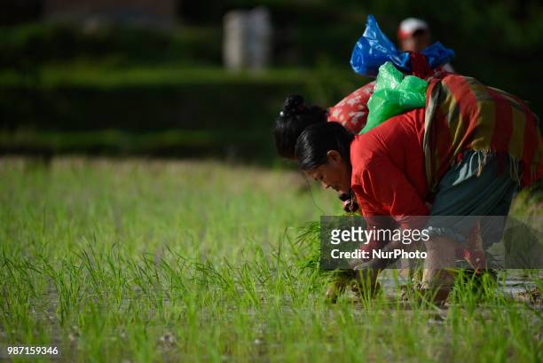Nepalese farmer plants Rice Samplings during the celebration of National Paddy Day &quot;ASHAD 15&quot; at Chhampi, Patan, Nepal on Friday, June 29,...
