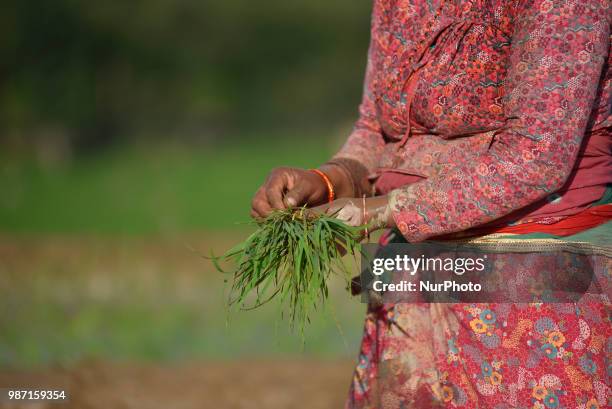 Nepalese farmer plants Rice Samplings during the celebration of National Paddy Day &quot;ASHAD 15&quot; at Chhampi, Patan, Nepal on Friday, June 29,...