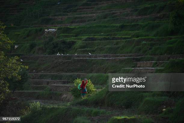 Woman way towards home after rice plantation during the celebration of National Paddy Day &quot;ASHAD 15&quot; at Chhampi, Patan, Nepal on Friday,...