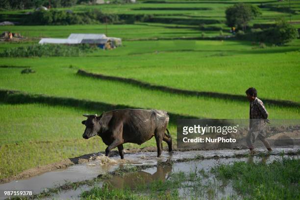 Man arrange his ox after rice plantation during the celebration of National Paddy Day &quot;ASHAD 15&quot; at Chhampi, Patan, Nepal on Friday, June...
