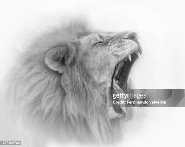 roar of the king - st helena stock pictures, royalty-free photos & images