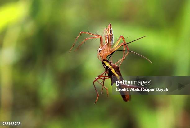 the predators - dayak stock pictures, royalty-free photos & images