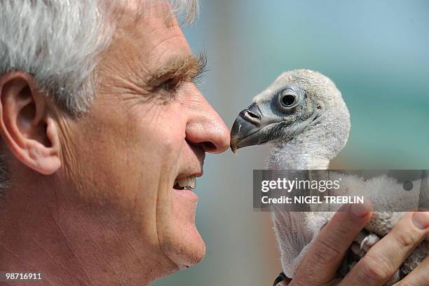 Zookeeper rubs noses with a baby griffon vulture named "Einstein" at the zoo in the northern German city of Hanover on April 28, 2010. The young bird...