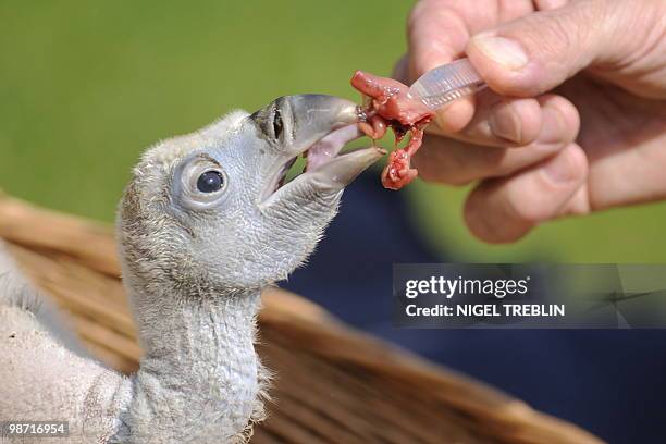 Baby griffon vulture named "Einstein" is fed at the zoo in the northern German city of Hanover on April 28, 2010. The young bird was born on April 9,...