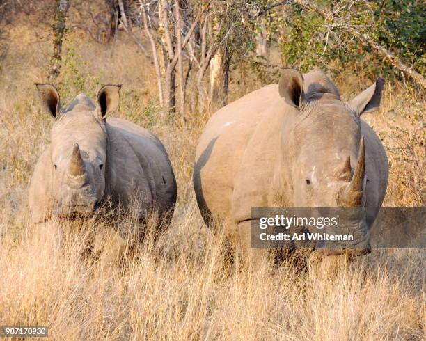 rhino mother and calf - a whiteman stock-fotos und bilder