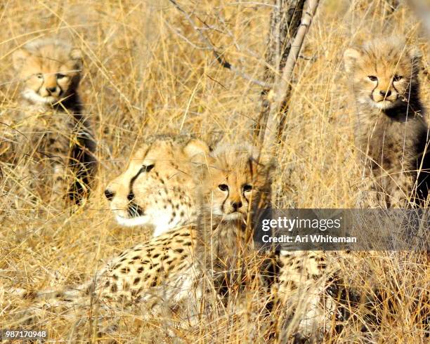 cheetah family - a whiteman stock-fotos und bilder