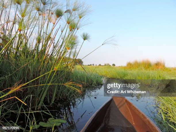 paddle through the reeds - a whiteman stock-fotos und bilder