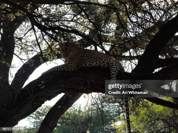 leopard in a tree - a whiteman stock-fotos und bilder