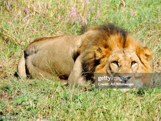lion king - a whiteman stock-fotos und bilder