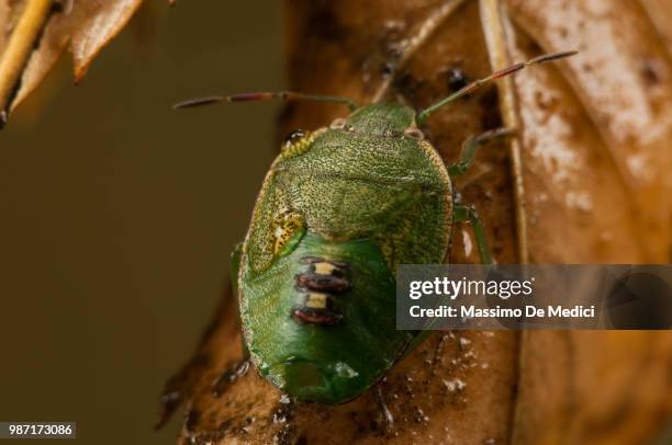 emittero eterottero, neanide - medici stock pictures, royalty-free photos & images