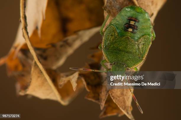 emittero eterottero - medici stock pictures, royalty-free photos & images