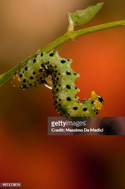 larva di argide delle rose - medici stock pictures, royalty-free photos & images