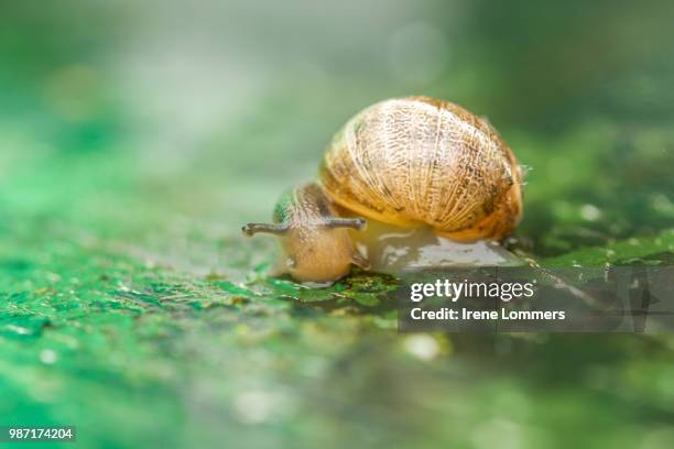 curious snail - garden snail 個照片及圖片檔