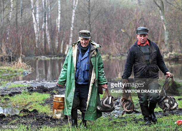 Belarus fishermen carry eels caught in lake Dryviaty some 260 km north of Minsk near the village Puzyri on April 28, 2010. On the market in Belarus,...