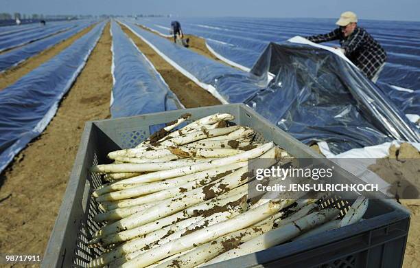 Seasonal workers take part in the asparagus harvest in a field near the eastern German town of Kutzleben on April 28, 2010. With more than 350...