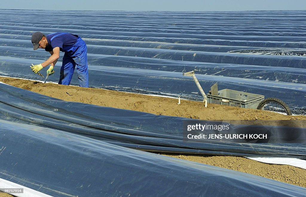 A seasonal worker takes part in the aspa