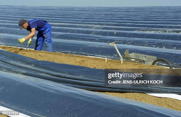 A seasonal worker takes part in the aspa A seasonal worker takes part in the aspa