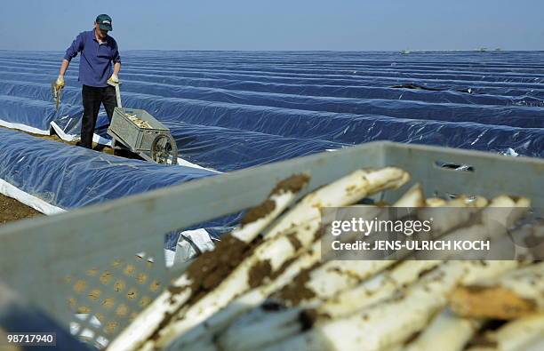 Seasonal worker takes part in the asparagus harvest in a field near the eastern German town of Kutzleben on April 28, 2010. With more than 350...