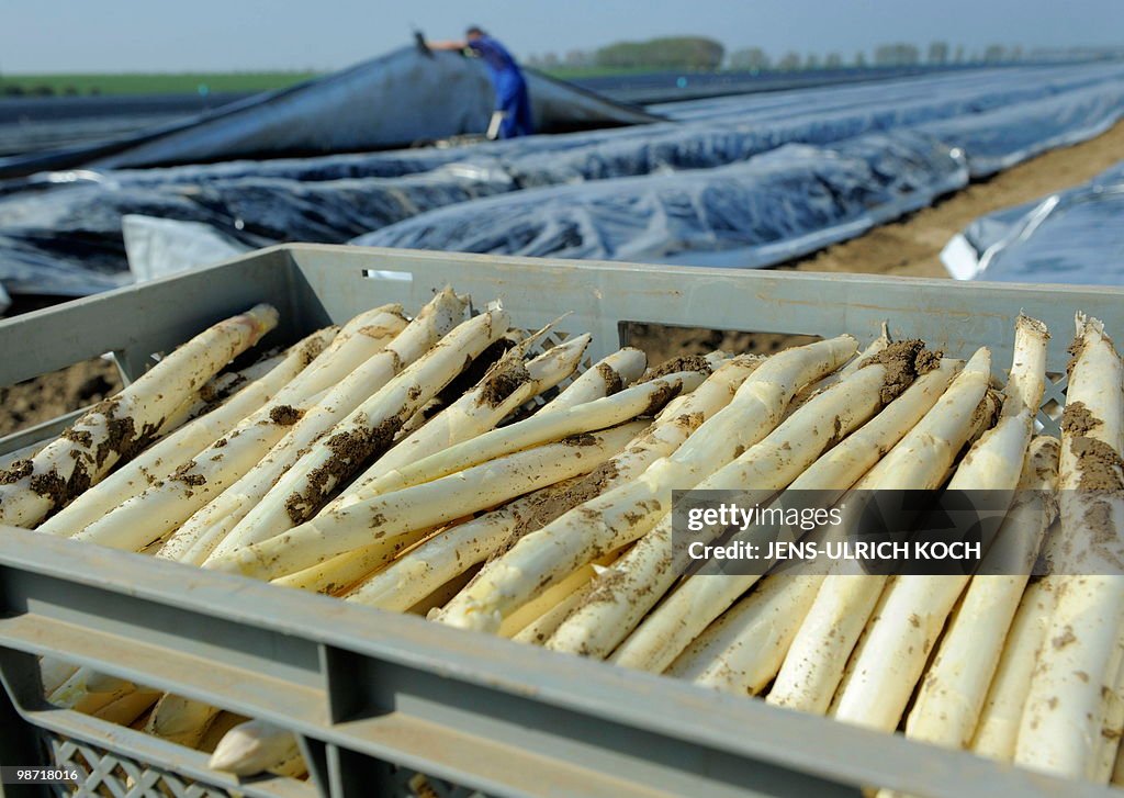Seasonal workers take part in the aspara
