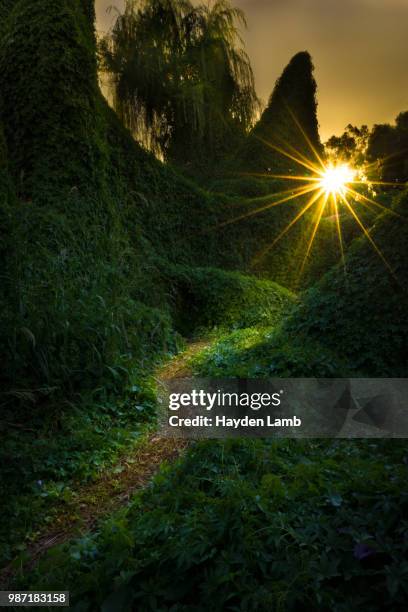Lead Path Tree 571 Lead Wood Tree Stock Photos, High-Res Pictures, and Images - Getty ...