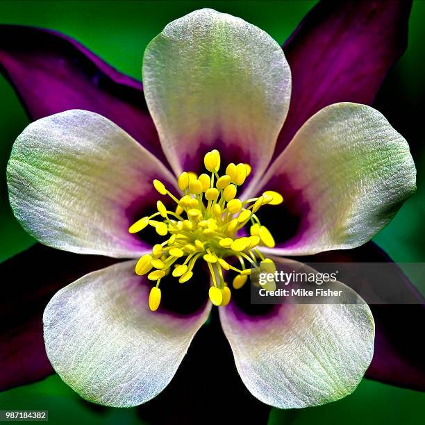 columbine the flower - columbine flower stock pictures, royalty-free photos & images
