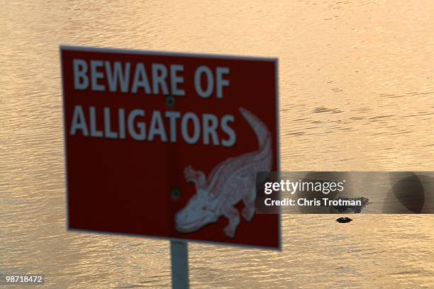 An Alligator lurks ominously behind the 17th green during the third round of the Zurich Classic at TPC Louisiana on April 24, 2010 in Avondale,...