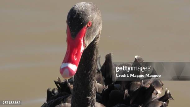 Swan Ruffed 45 Maggie Swan Stock Photos, High-Res Pictures, and Images - Getty Images