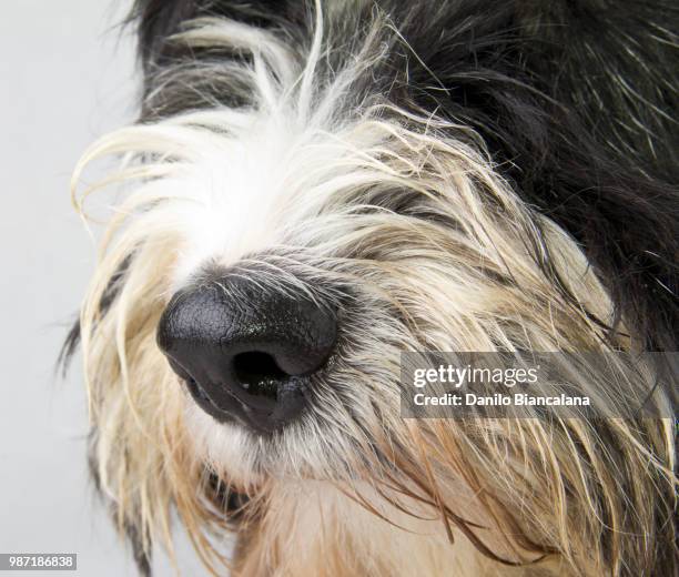 bobtail nose - bobtail dog stock pictures, royalty-free photos & images