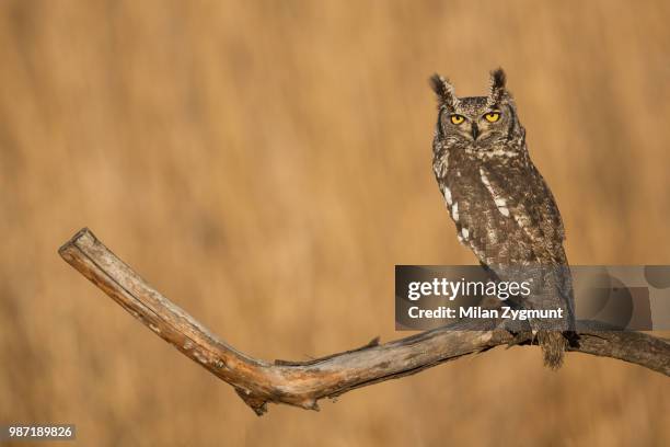 spotted eagle-owl - spotted owl bildbanksfoton och bilder