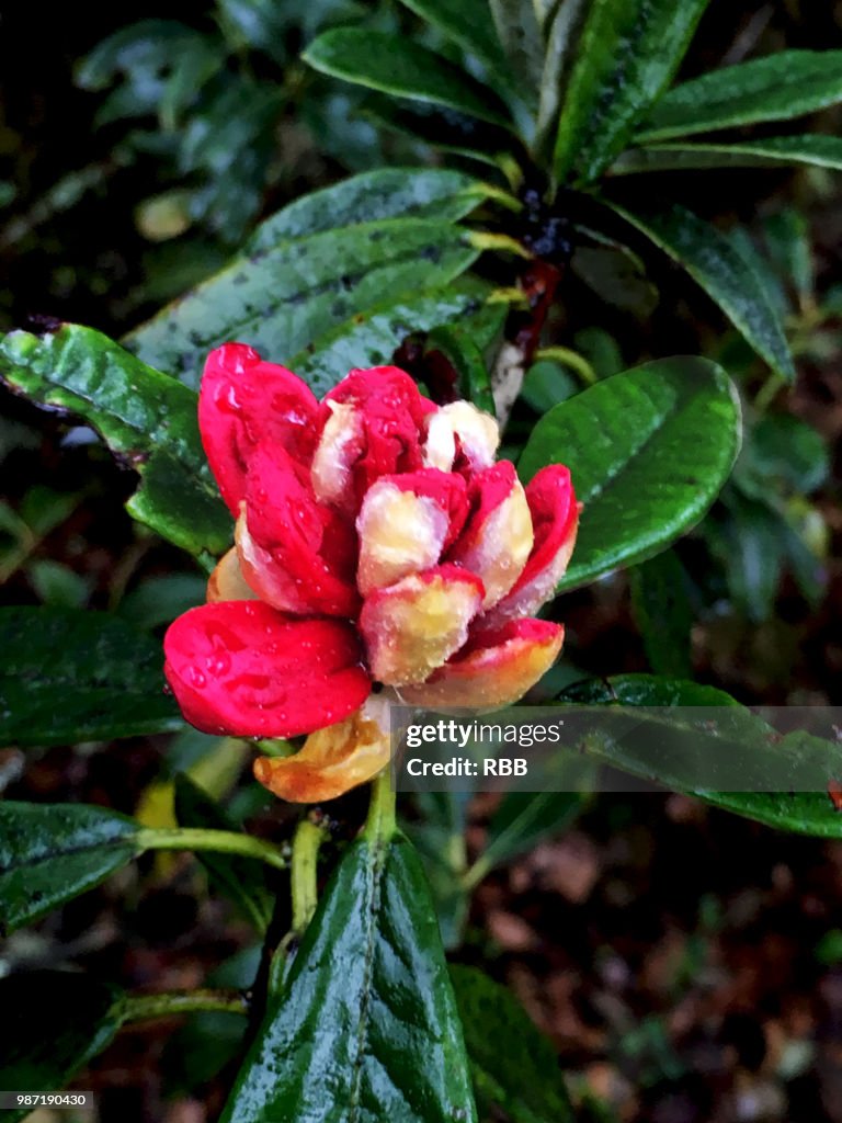 Wild Flower