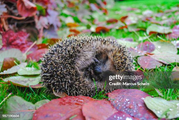 sleeping headgehog - insectivora stock pictures, royalty-free photos & images