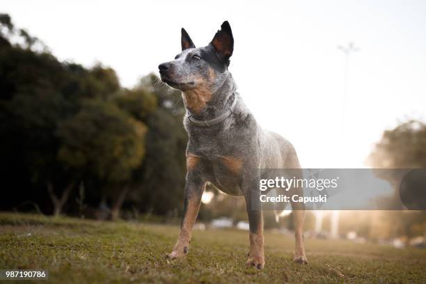 澳大利亞牛狗肖像 - australian cattle dog 個照片及圖片檔