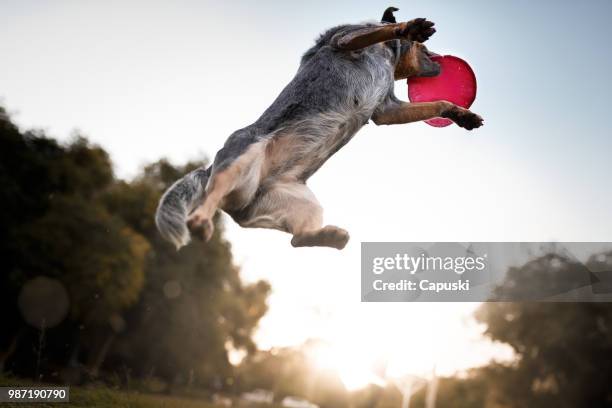 australian cattle dog catching frisbee disc - frisbee stock pictures, royalty-free photos & images