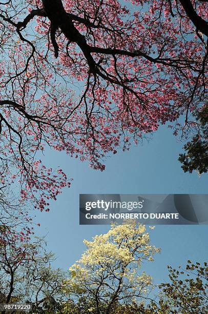 Flowering "lapachos" in Asuncion September 19, 2009. Known in Paraguay as "tajy", the lapacho tree exists in varieties with flowers of different...