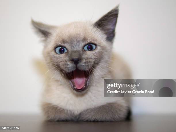 romy kitten laughs - boné stock pictures, royalty-free photos & images