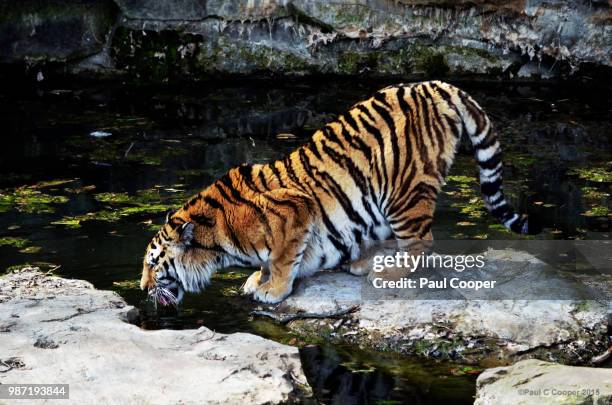 amur tiger 1522 - siberian tiger stock pictures, royalty-free photos & images