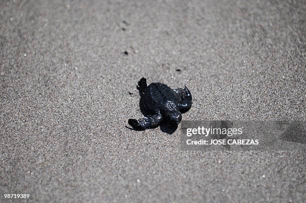 Baby Golfina Turtle heads for the shore after being released by volunteers at Los Pinos beach, 53 kms south of San Salvador on September 19, 2009....