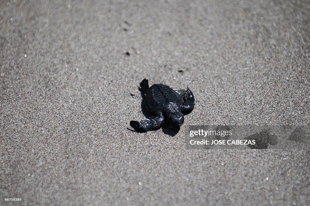 A baby Golfina Turtle (Lepidochelys oliv