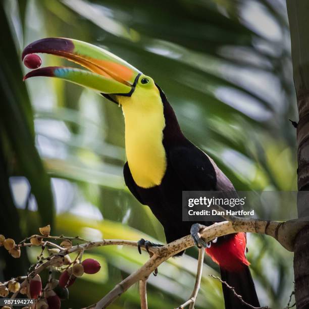 toucan with berry - keel billed toucan stock pictures, royalty-free photos & images