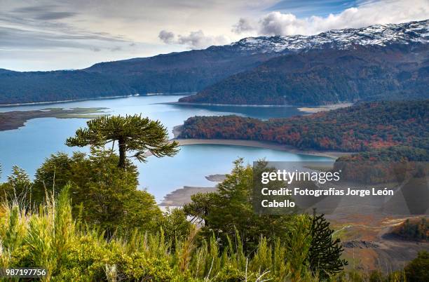 aracucaria and lake conguillio - conguillio national park - fotografías stock pictures, royalty-free photos & images